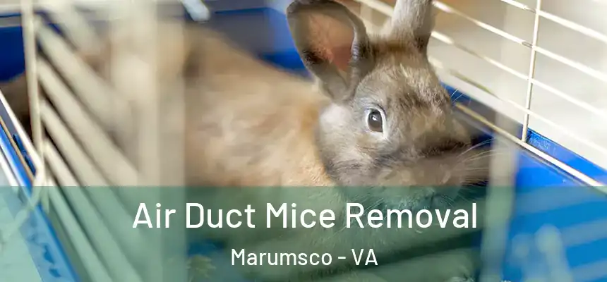 Air Duct Mice Removal Marumsco - VA